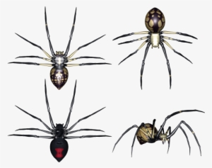 Set Of Spiders Clipart - Portable Network Graphics
