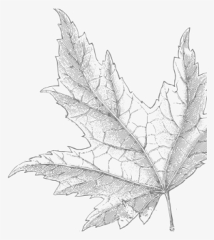 Sapsucker And Sustainability - Black And White Transparent Background Maple Leaf Clip