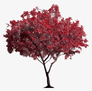 Crop Tree Png - Trees Png For Picsart