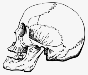 Skull Computer Icons Human Skeleton Bone Finger - Png Side View Skull