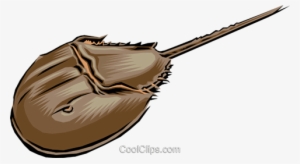 Horseshoe Crab Royalty Free Vector Clip Art Illustration - Horseshoe Crab Clipart