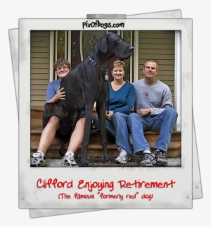 Pictures Of Dogs - Видео Самая Большая Собака