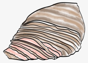 Brisket - Shell