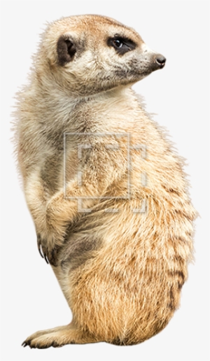 Parent Category - Animal Cut Out Png