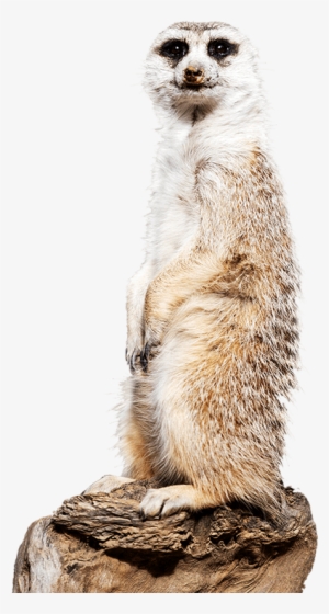 Meerkat Side Image - Meet The Meerkats Canberra Zoo