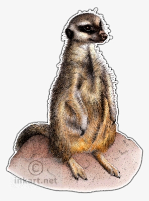 Meerkat Decal - Drawing
