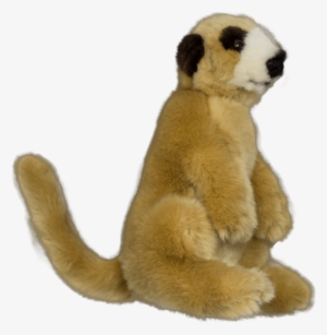 1 - Meerkat