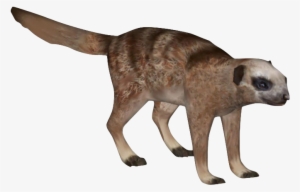 Meerkat - Zt2 Meerkat Aurora Designs