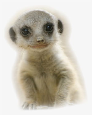 Baby Meerkat, Very Cute, Asking "are You A Meerkat" - Infant