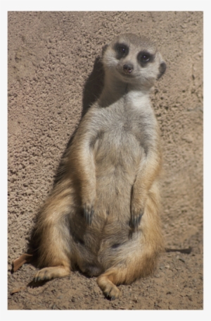 Meerkats Should Live In Captivity Because We Don't - Meerkat