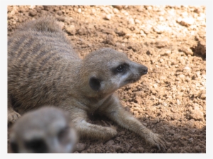 Houston Zoo Meerkat - Meerkat