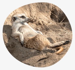 Meerkats - Meerkat Relaxing