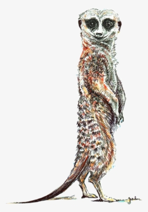 Hand Drawn Illustration - Illustration