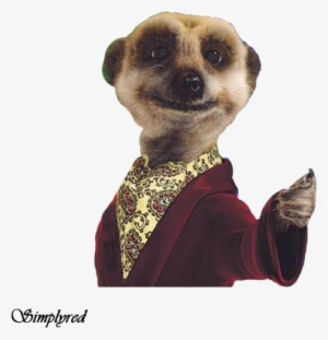 Meerkat - Compare The Market