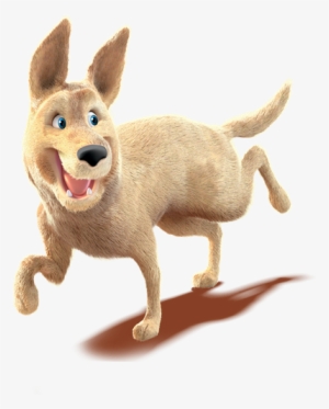 Or-dingo - Chihuahua