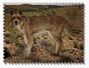 Dingo Zerosvalmont - Dog