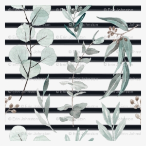 Eucalyptus Edition 3 Black Stripe Back - Gum Trees