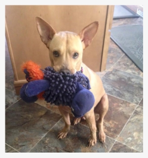 Chihuahua