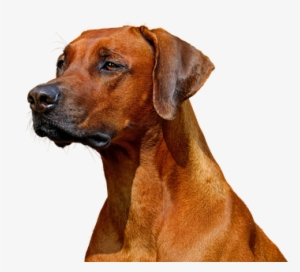 Dog, Isolated, Hundeportrait, Animal, Nature - Sticker Ridgeback Snob