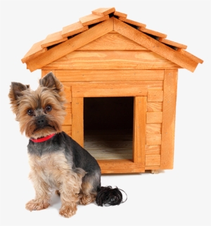 The Products Are Dried Using Hot Air, No Additives - Buda Dla Psa Mała