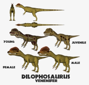 Posted Image - Dilophosaurus Male And Female