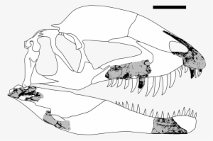 Dracovenator Fossils - Skull