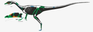 Dracoraptor Skeleton