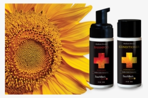 Touchback Plus Abc Good Morning America - Touchback Plus Micro Foam Hair Color Shampoo Rich Black
