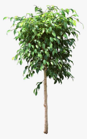 The Original Indoor Ficus, Ficus Benjamina, Lost Leaves - Ficus Png
