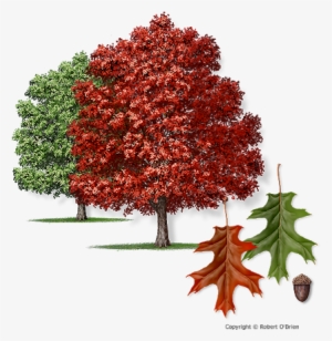 Red Oak Tree - Acer Tataricum Ginnala Flame