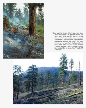 A Surface Fire In A Ponderosa Pine Stand Burns The - Tree