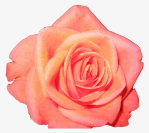 Transparent Flower Crown Tumblr Image Collections Flower - Posterazzi Laugh Rose Poster Print By Lauren Gibbons