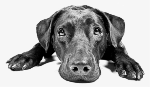 Black Lab Lying Down Looking Up Copy - Sorry You Re Feeling Poorly