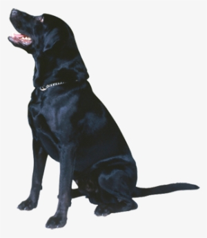 Black Labrador Retriever Png