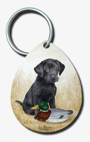 042 Blacklabpuppyw-1887deocy - Labrador Retriever