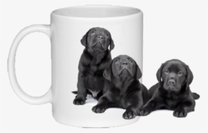 Black Labrador Puppies - Coaster