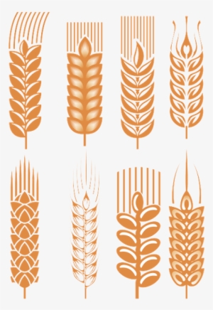 Колоски Пшеницы, Spikelets Of Wheat, Cereals - Wheat