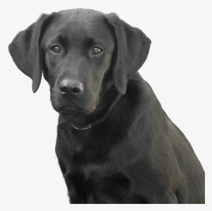 Lab - Labrador Dog