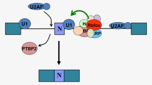 Neuronal N1 Exon Rnp - Cartoon