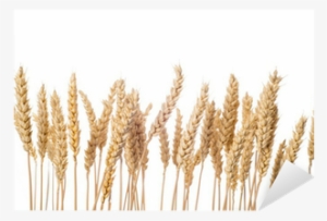 Espigas De Cereal De Trigo Aisladas Sobre Fondo Blanco - Trigo Imagen Sin Fondo