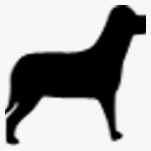 Black Lab Studio - Shape Of A Dog