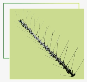 Espigas - Bird Deterrents