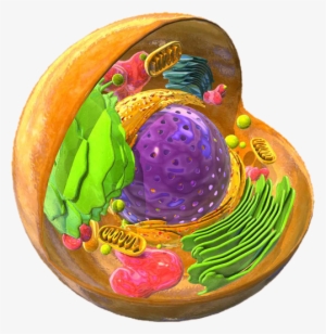 Eukaryotic Cell - Eukaryotic Cell Png