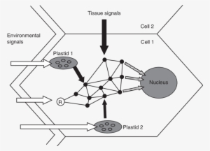 Model Of Integration Of Various Signals In A Plant - Cell