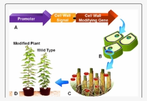 Modification Of Plant Cell - Cell Wall