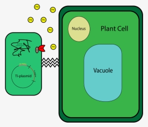 Agrobacterium Tumefaciens - Plasmid In Plant Cells