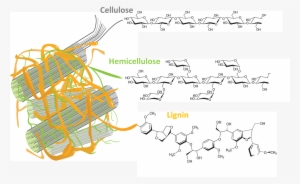 Plant Cell Wall Lignin - Lignin
