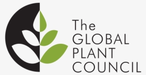 Live Cell Imaging Of Asymmetric Cell Division In Fertilized - Weeding The Gems