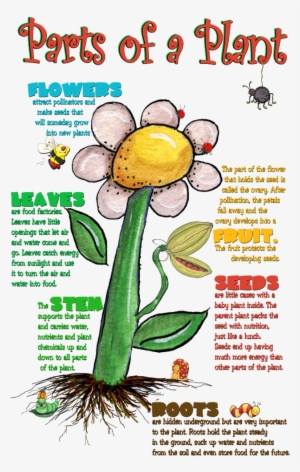 What Do We Need To Know About Parts Of A Plant Cell - Uses Of Parts Of Plants