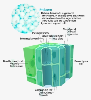 Plant Cell Diagram Test Best Of Phloem Of Plant Cell - Phloem Cell
